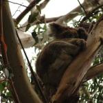 Kennet River koala sugli alberi